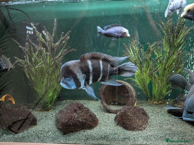 Cichlids fish - Advert 2