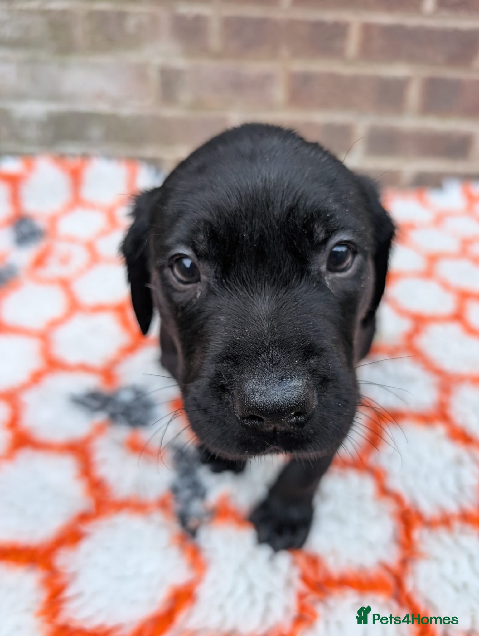 Labrador Retriever dogs for sale: Exceptionally well bred KC reg Working Labradors - Advert 14