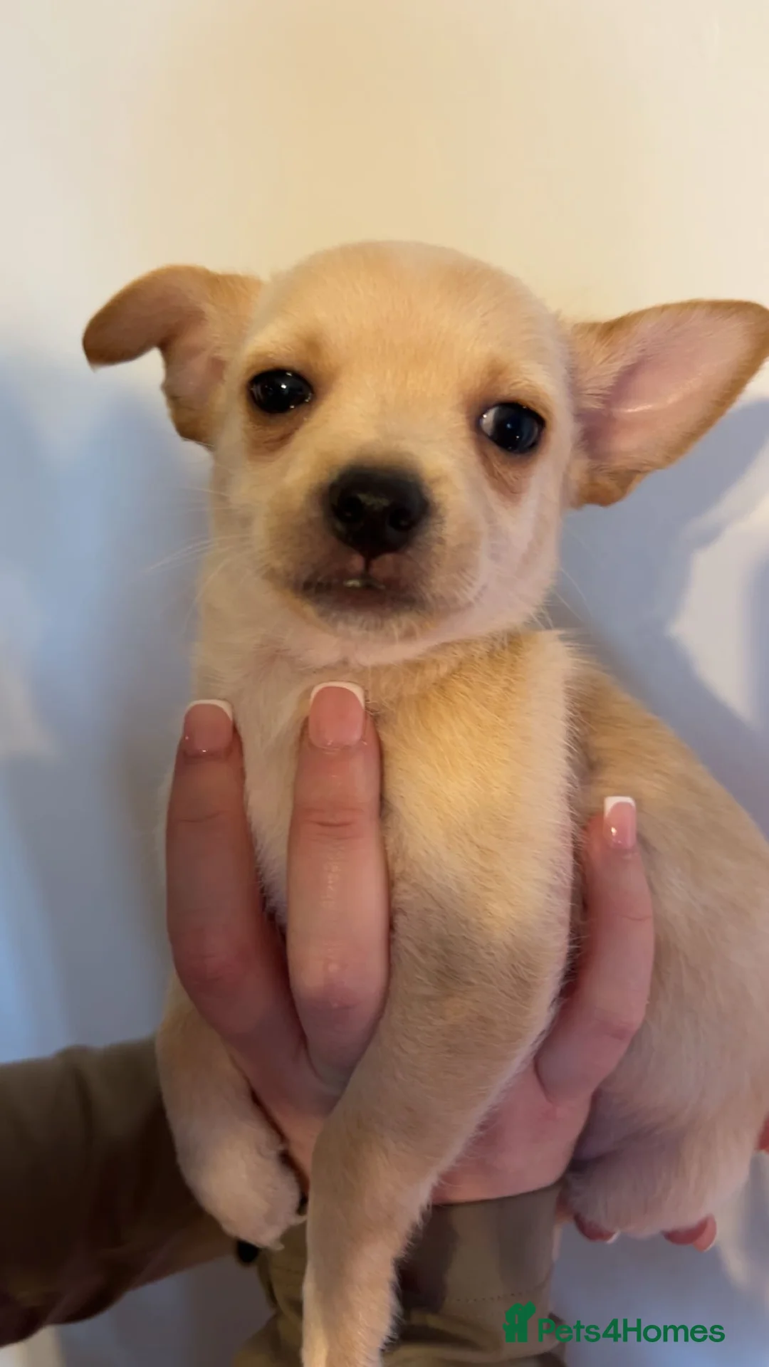 Mixed Breed dogs for sale: Jack Russel X Chihuahua Puppies  - Advert 3