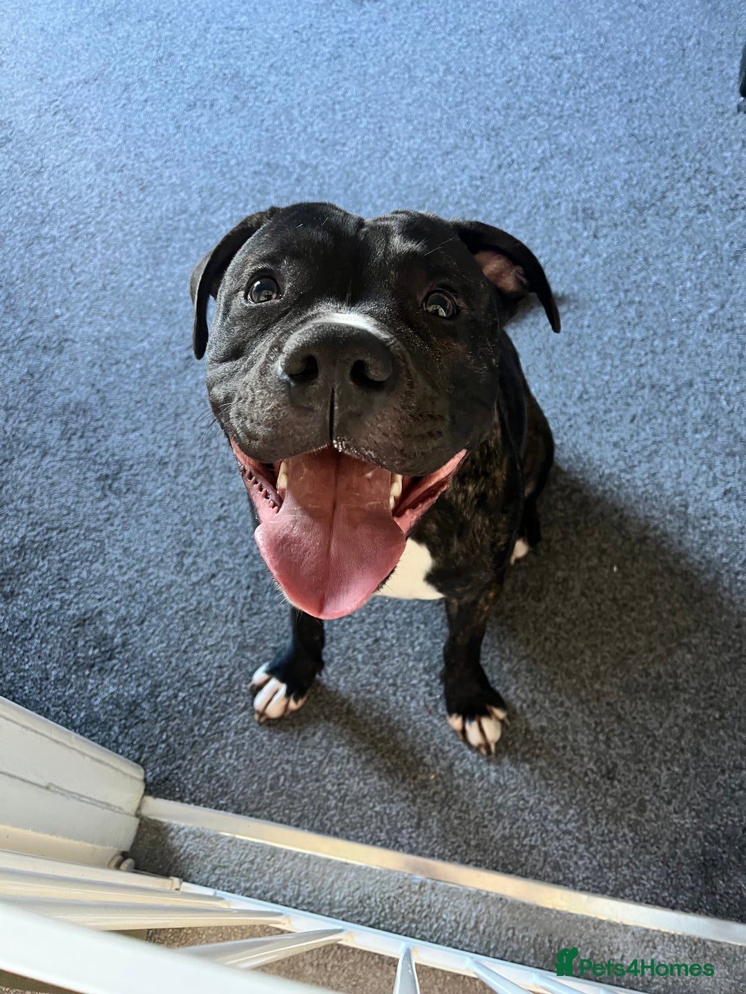 American Bull Staffy dogs for sale: 3 year old American Bull Staffy - Advert 10