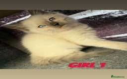 Ragdoll cats for sale: *STUNNING* litter of ragdolls  - Image 6