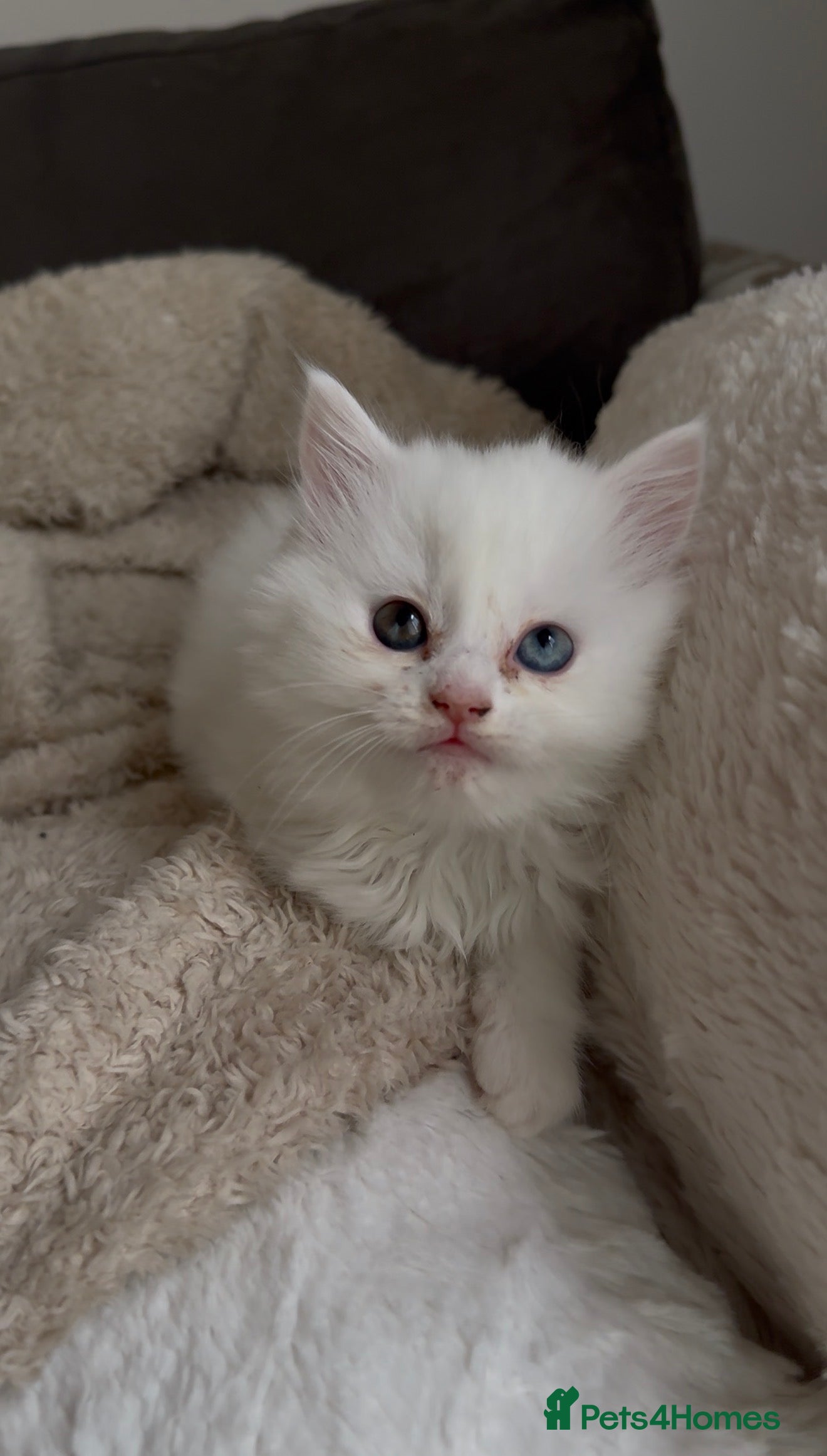 Mixed Breed cats One Girl Left with Heterochromia. - Advert 18