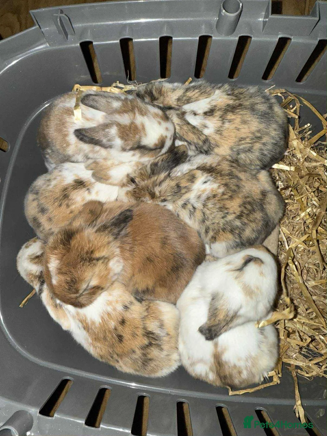 Mixed Breed rabbits for sale: Rabbits looking for forever homes! - Advert 8