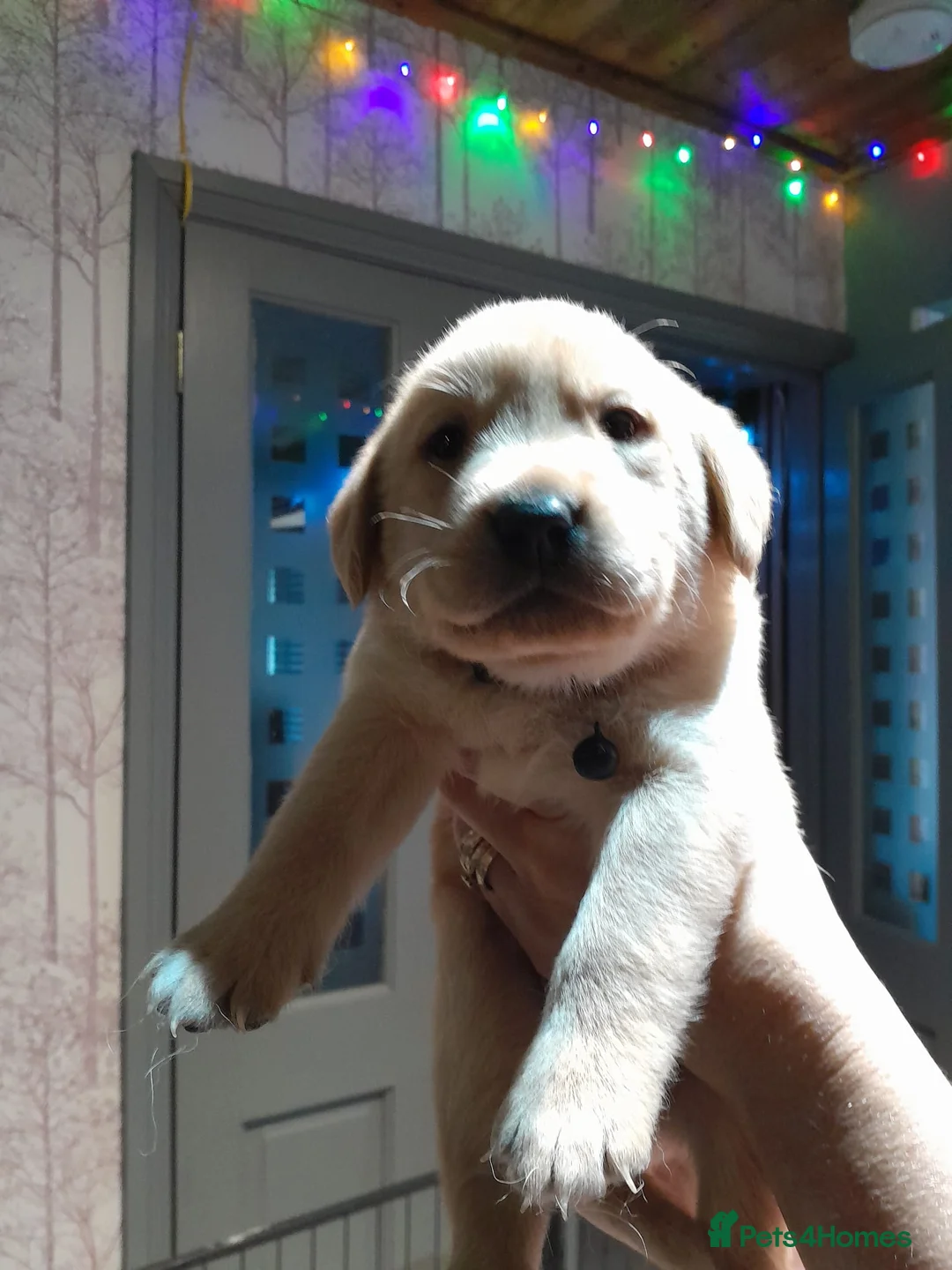 Labrador Retriever dogs for sale: 8 golden/fox red labradors  - Advert 6