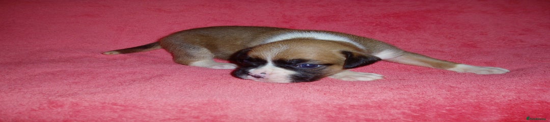 Boxer Puppy 1