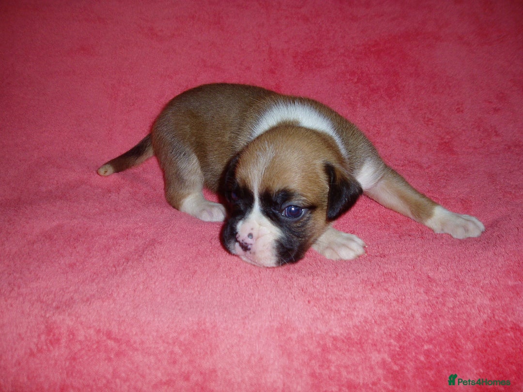 Boxer dogs for sale: Health Tested COI 1.5% KC Registered - Image 39