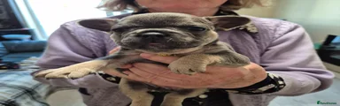 French Bulldog Puppy 10