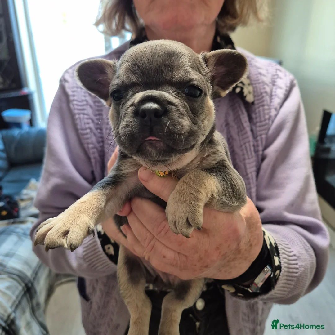 French Bulldog dogs for sale: Male&Female Puppies - Advert 2