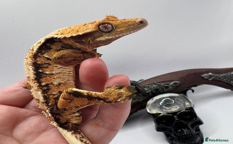 Gecko reptiles - Advert 7