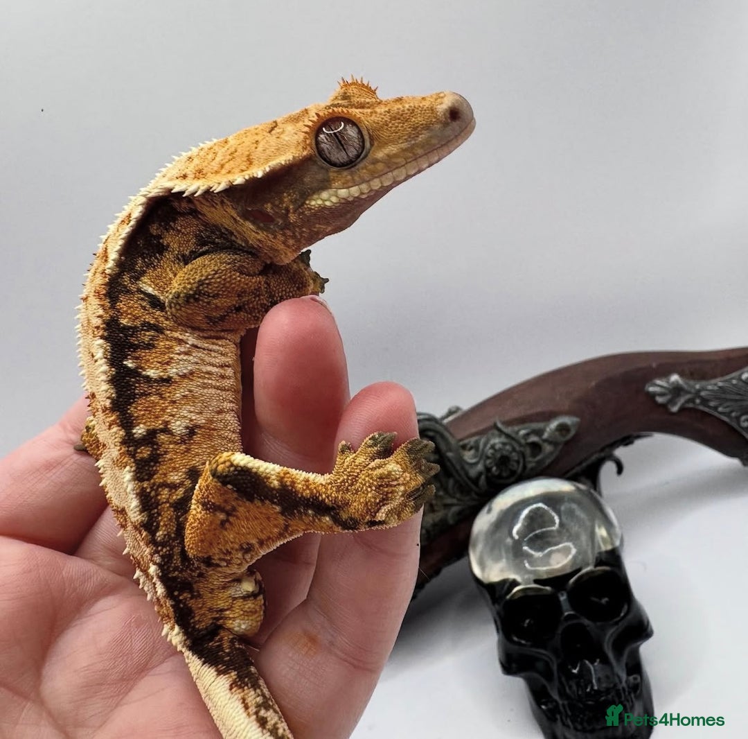 Gecko reptiles for sale: 2 quality crested gecko males  - Image 1