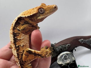 Gecko reptiles - Advert 8