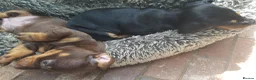 Dachshund dogs for sale: Beautiful short haired dachshund puppies for sale - Advert 7