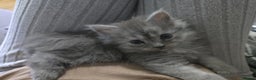 Persian cats for sale: 3 stunning Persian kittens ready now.  - Advert 14