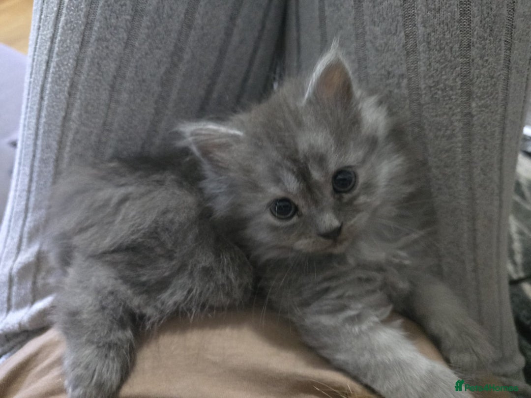 Persian cats for sale: 3 stunning Persian kittens ready now.  - Advert 14