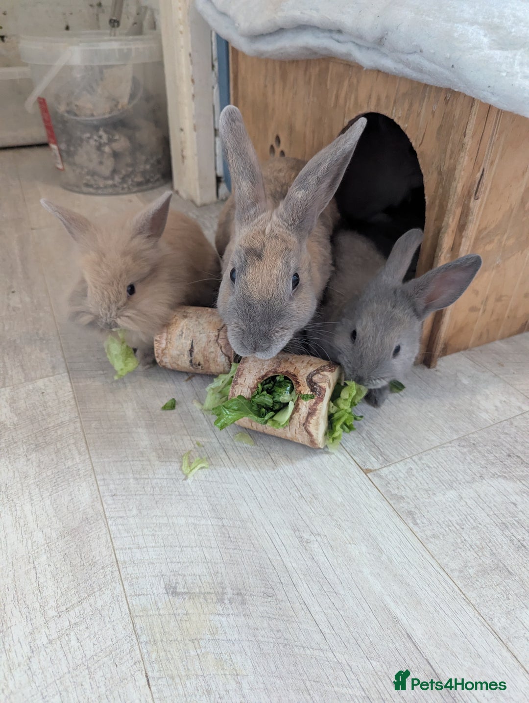 Mixed Breed rabbits for sale: 2 beautiful baby rabbits - Image 7