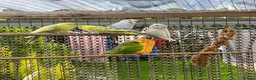 Budgerigars birds for sale: budgies/cockatiels  - Advert 1