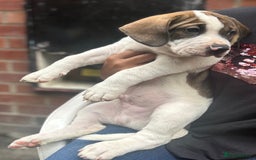 Mixed Breed dogs for sale: 🐾Cocker-Pie (Mini Hippo)s🐾 - Image 20