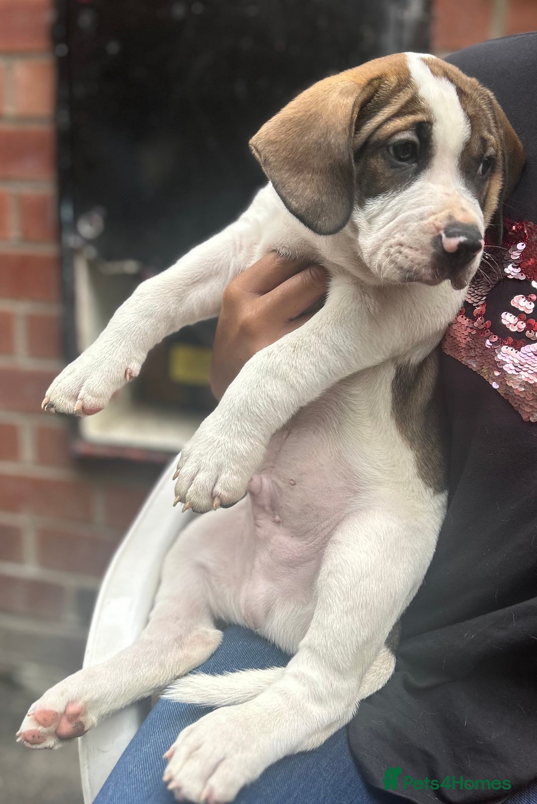 Mixed Breed dogs for sale: 🐾Cocker-Pie (Mini Hippo)s🐾 - Image 20