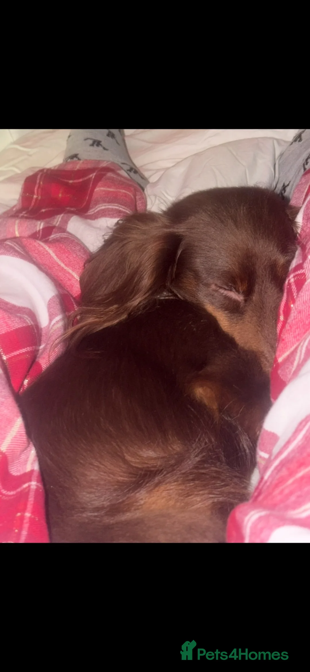 Miniature Dachshund dogs for sale: Beautiful cuddly girl available  in Wigton - Advert 1