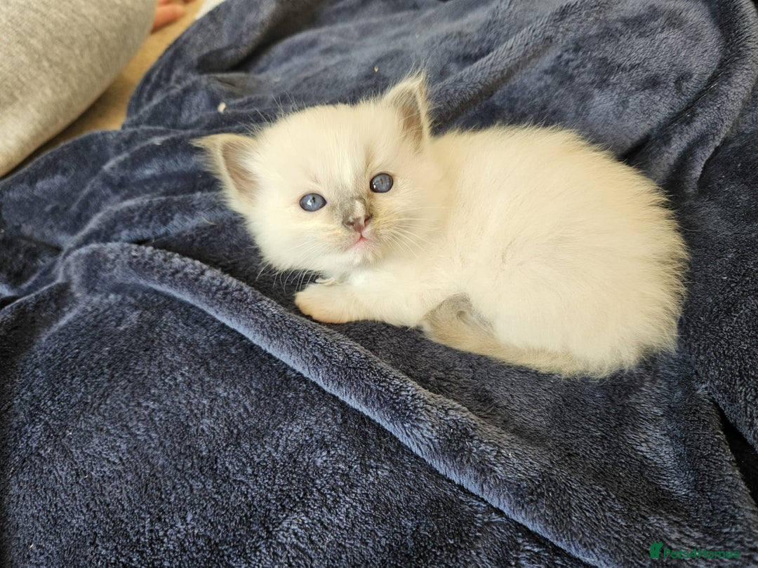 Ragdoll cats for sale: 6 ragdoll kittens  - Image 31