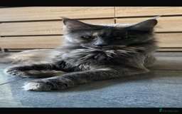 Maine Coon cats for sale: Maine Coon Kittens  - Advert 1