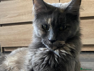 Maine Coon cats Maine Coon Kittens - Advert 5