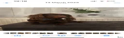 Miniature Dachshund dogs for sale: Long haired miniature dachshund  - Advert 16