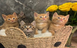 Mixed Breed cats for sale: Beautiful kittens  - Image 10