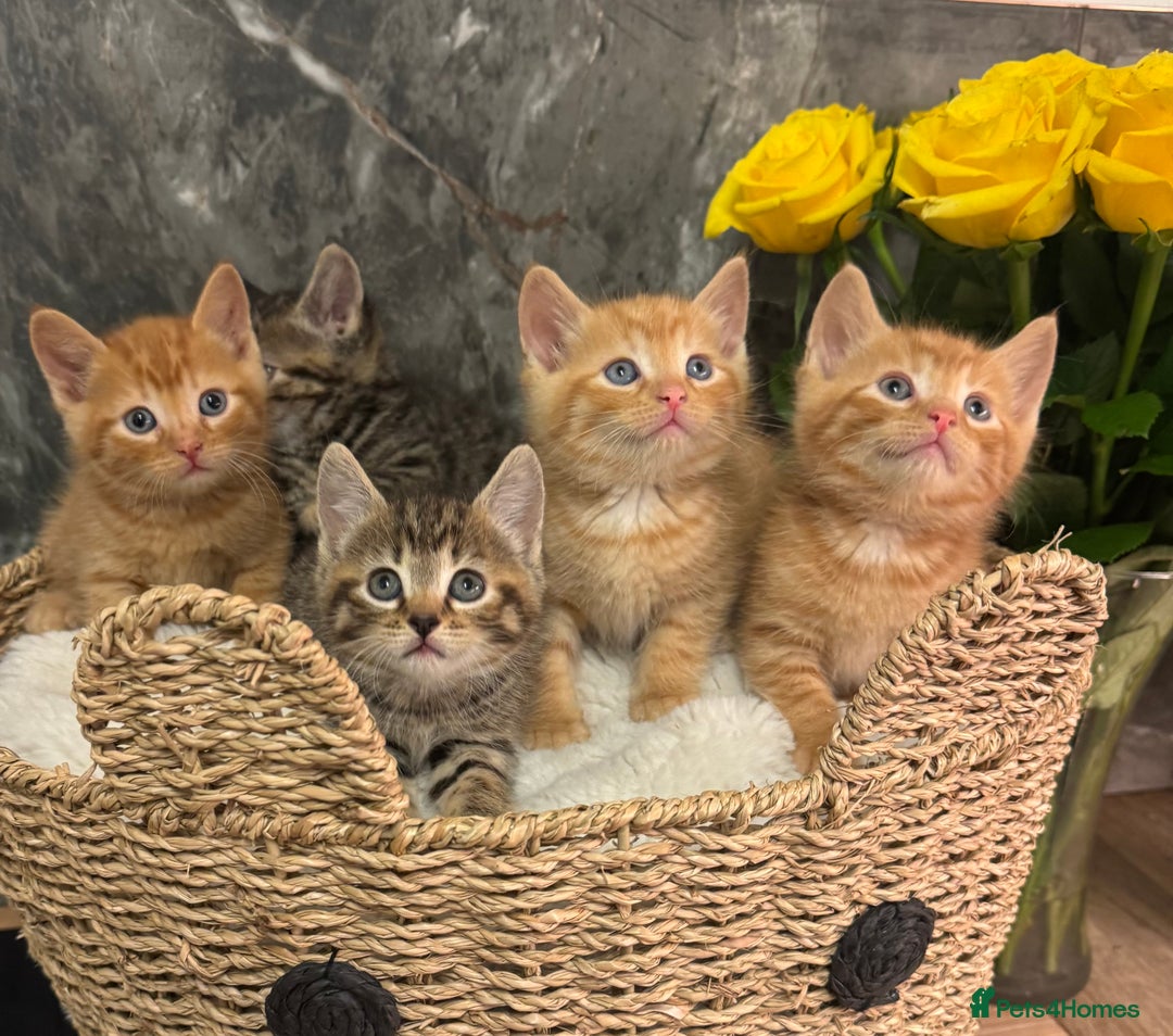 Mixed Breed cats for sale: Beautiful kittens  - Image 10