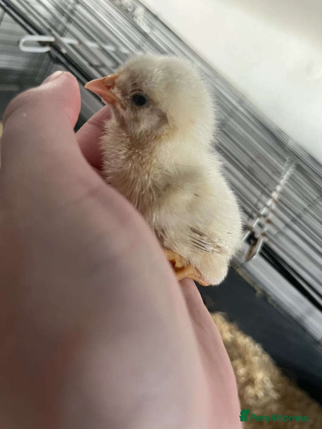 Chickens poultry for sale: Fertile Hatching Eggs Zombie X Hamburg  in Rotherham - Advert 2