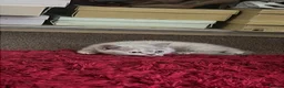 British Shorthair cats for sale: Female british lilac shorthair kitten - Advert 3