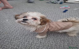 Mixed Breed dogs for sale: Gorgeous male looking for new home 🏡  - Image 4