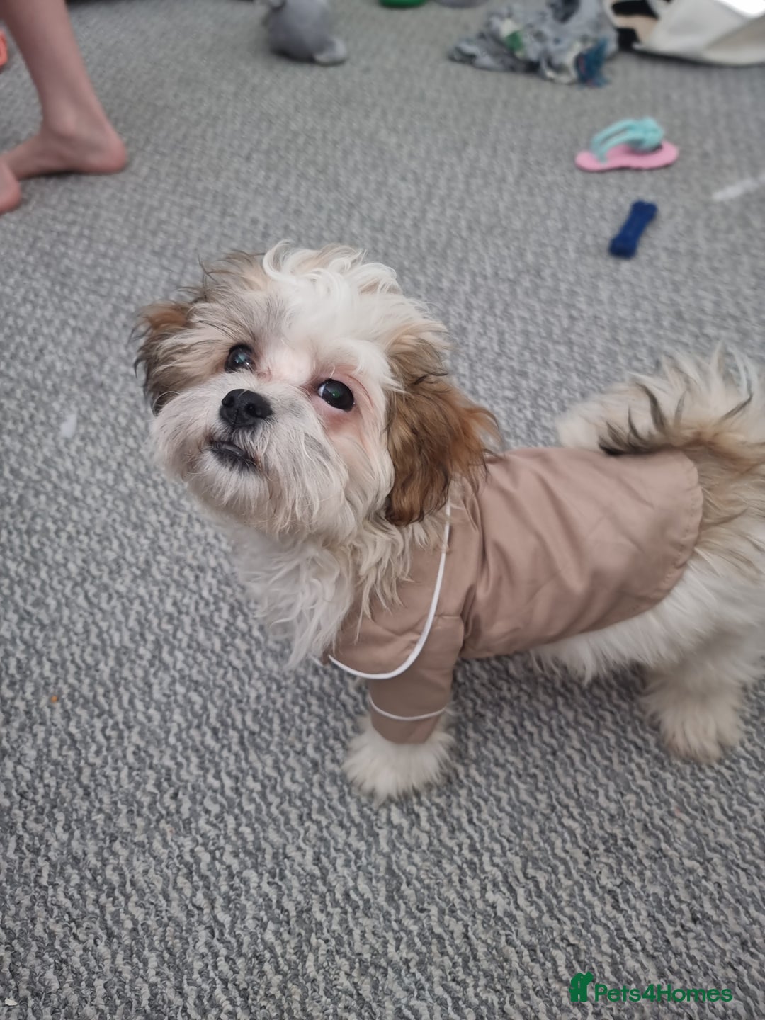 Mixed Breed dogs for sale: Gorgeous male looking for new home 🏡  - Image 4