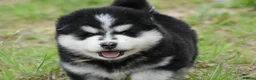 Pomsky dogs for sale: Genuine Pomsky puppies from health tested parents - Advert 23