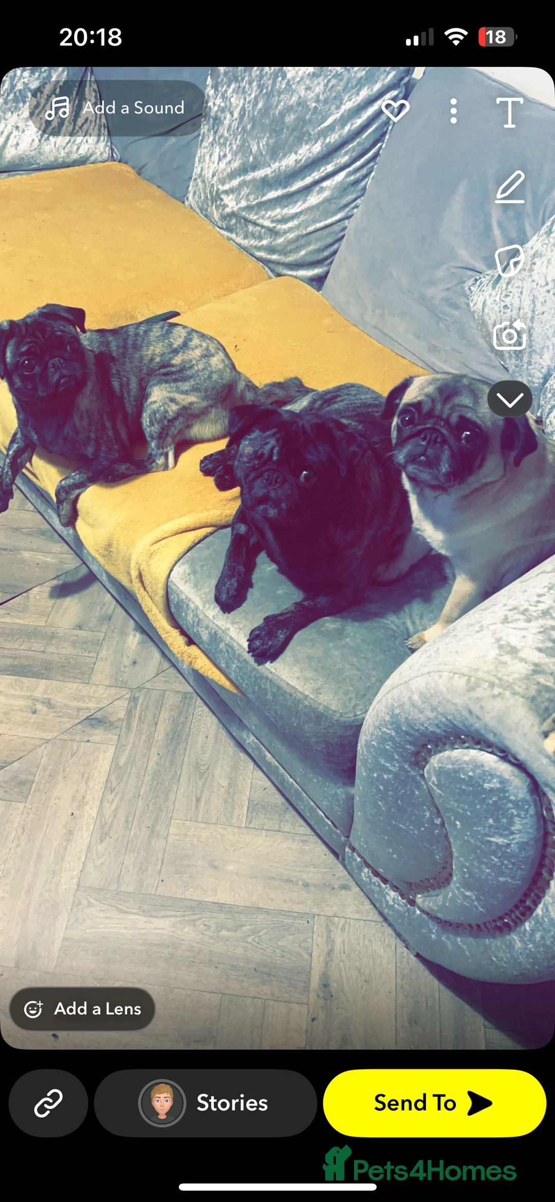 Pug dogs for sale: Sweet young female pug  - Image 5