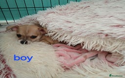 Chihuahua dogs for sale: I am looking for a loving home for my puppies - Image 4