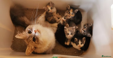Siberian cats - Advert 6