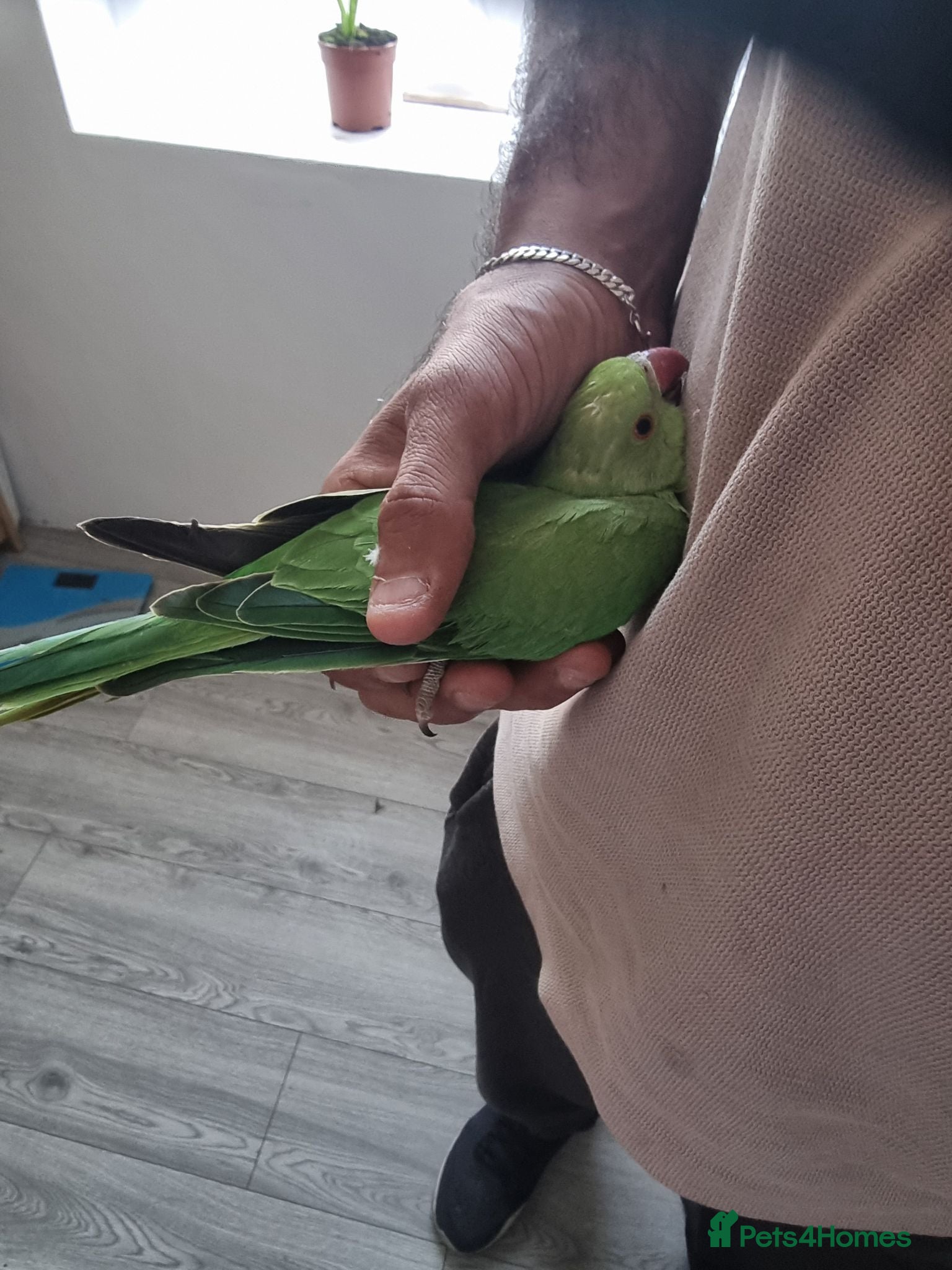 Ringnecks birds Beautiful baby ringneck talking parrot  - Advert 5