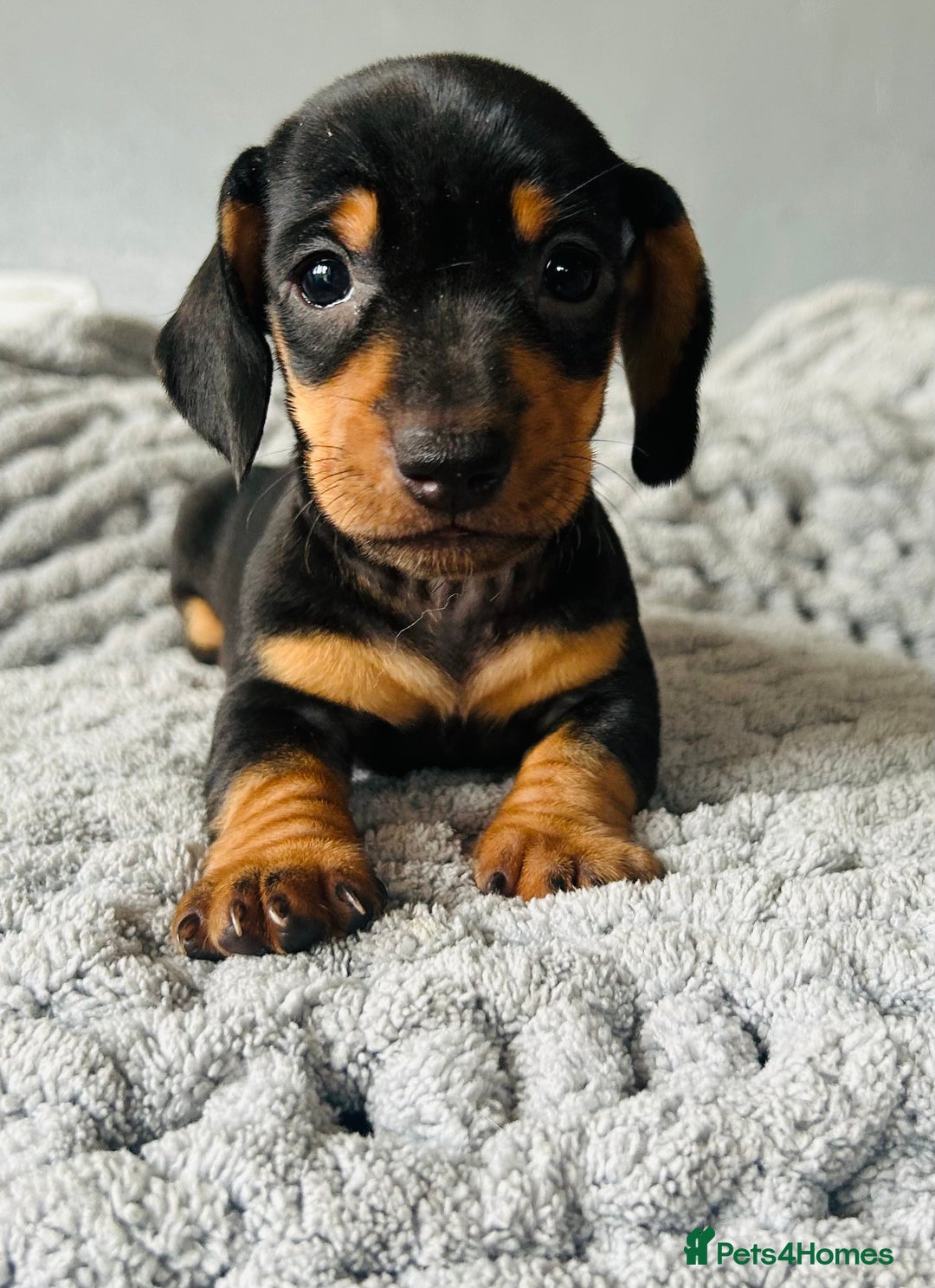 Miniature Dachshund dogs for sale: 4 beautiful daschunds  - Image 3