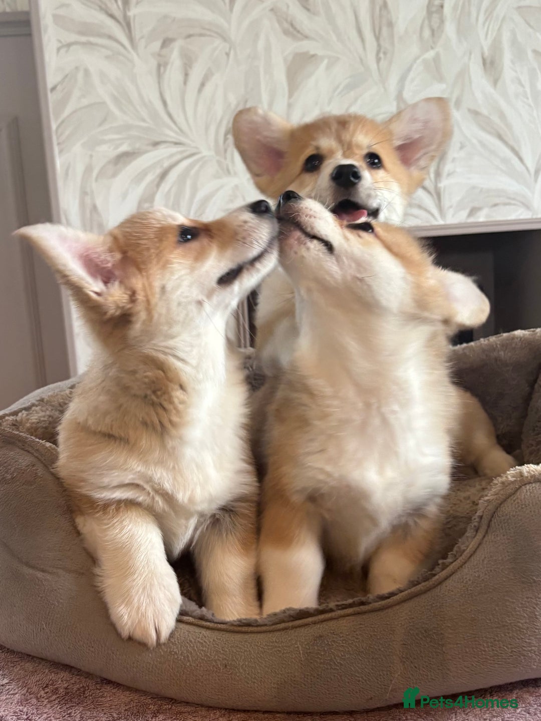 Welsh Corgi Pembroke dogs for sale: Outstanding Pembrokeshire Corgi Puppies  - Advert 5