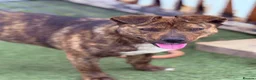 Mixed Breed dogs for adoption: Cute Gina looking for a home - Advert 13