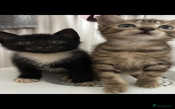 Mixed Breed cats for sale: Beautiful half Siamese Kitten - Image 1