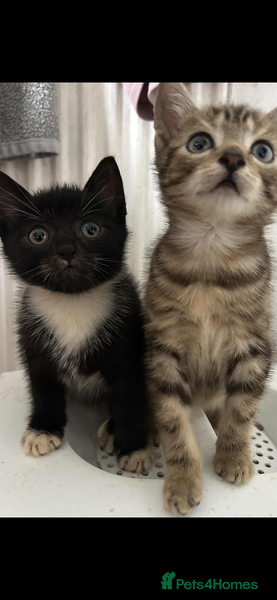 Mixed Breed cats for sale: Beautiful half Siamese Kitten - Image 1