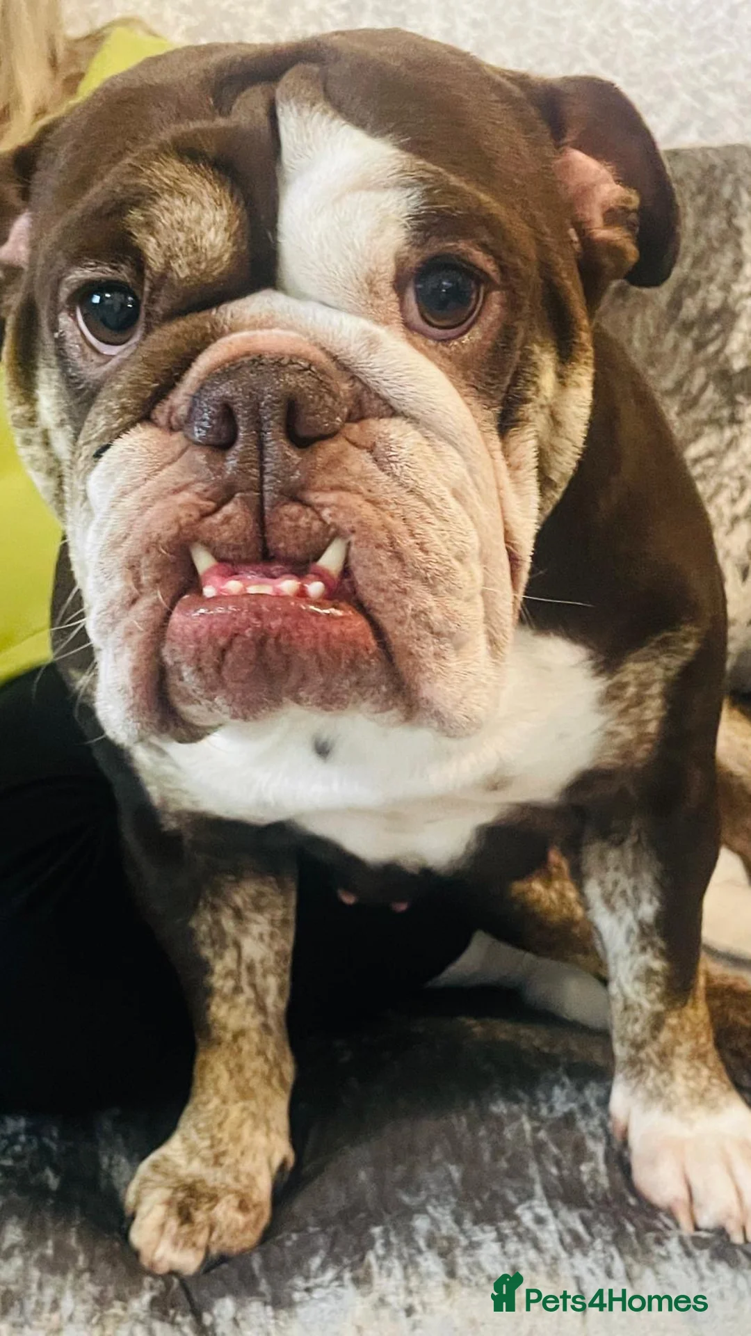 English Bulldog dogs for sale: Lovely Mia English bull dog  - Advert 2