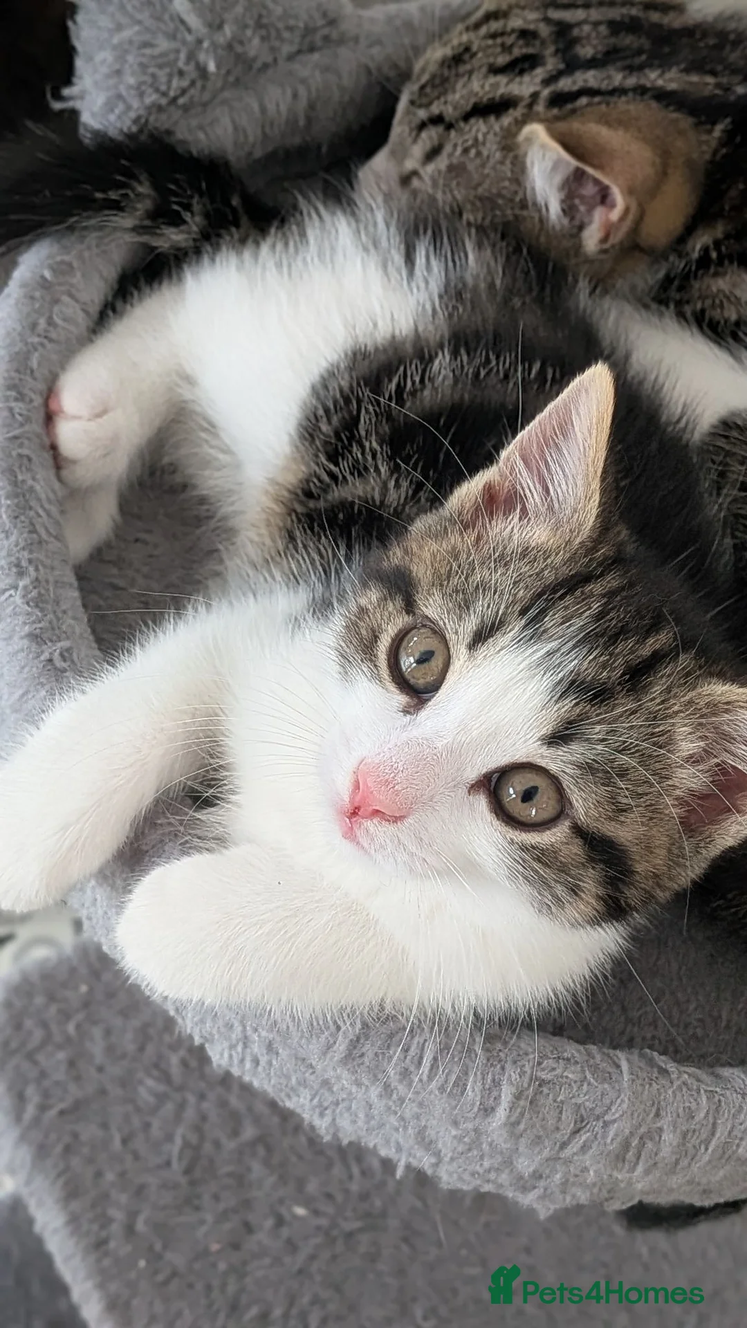 Mixed Breed cats for sale: Gorgeous kittens... 2 male and 1 female  - Advert 6