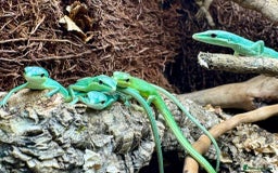 Lizard reptiles for sale: Sakishima Grass Lizards (Takydromus dorsalis) - Image 3