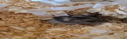 Hamster rodents for sale: Russian Dwarf Hamster in Birmingham - Advert 23
