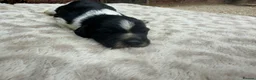 Brittany Spaniel dogs for sale: Working Brittany’s  - Advert 6