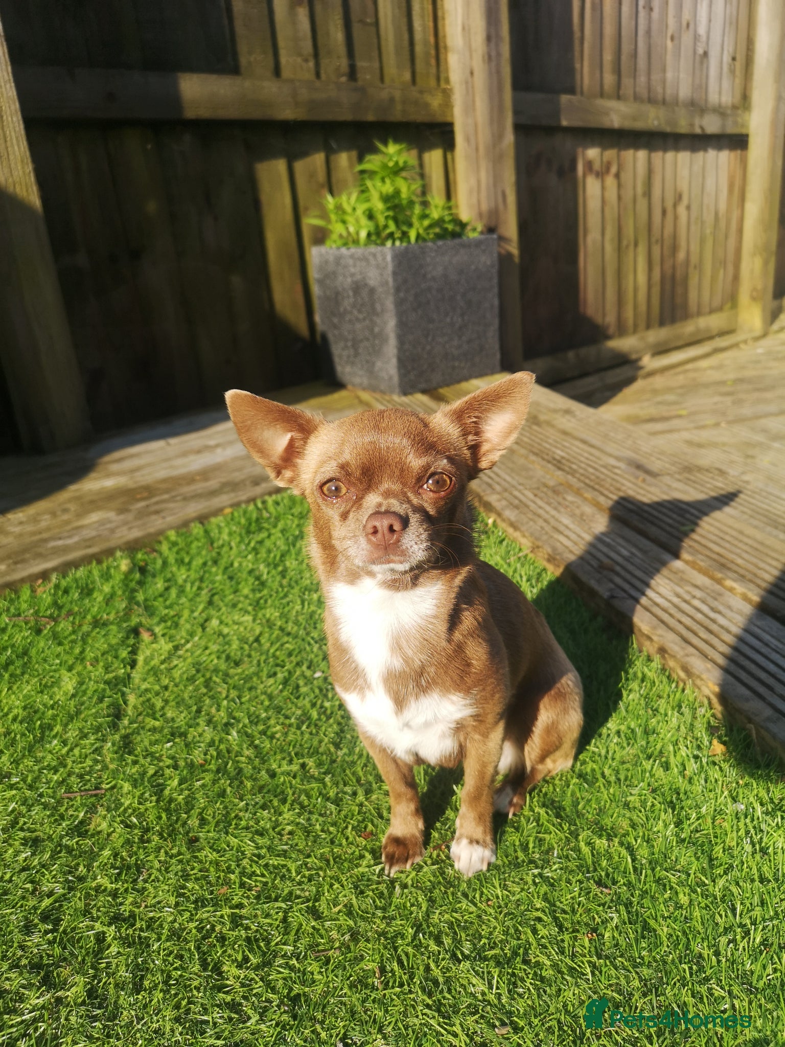 Chihuahua dogs Tea cup chihuahua - Advert 5