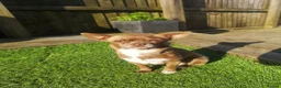 Chihuahua dogs for sale: Beautiful Smooth Coat Chihuahua - Advert 1